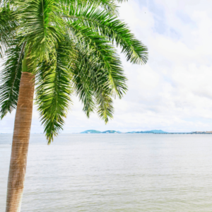 Palm tree on the beach in Panama City, Panama