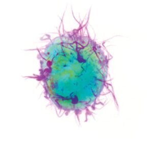 artistic rendering of a stem cell
